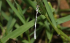 Agriocnemis argentea