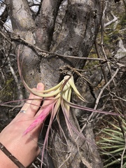 Tillandsia achyrostachys