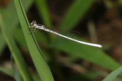 Agriocnemis argentea