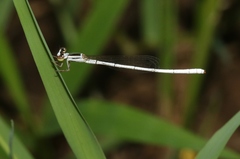 Agriocnemis argentea