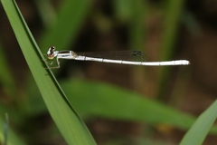 Agriocnemis argentea