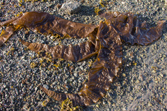 Laminariaceae