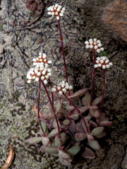 Crassula pubescens