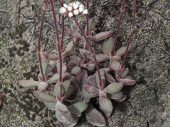 Crassula pubescens