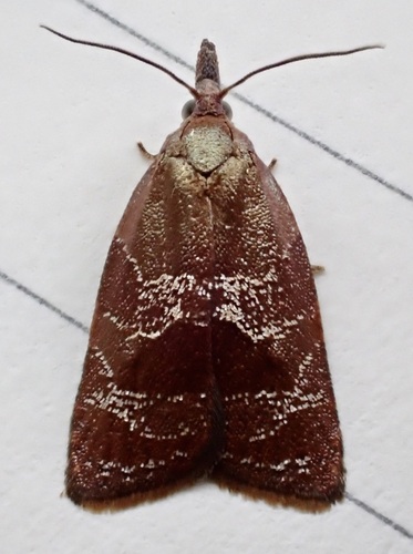 Spring Dead-leaf Roller Moth photo 4