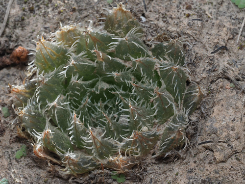 Haworthia mucronata Haw. 3
