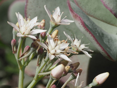Crassula arborescens
