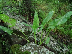 Zantedeschia albomaculata