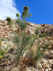Anginon