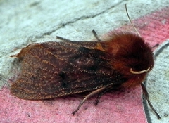 Phragmatobia assimilans