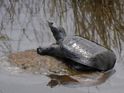 Chinese Softshell Turtle from Hawaii, US on April 20, 2013 at 01:11 PM ...