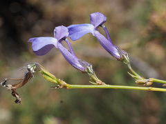 Lobelia linearis