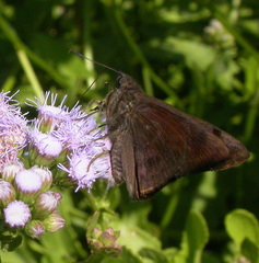 Pellicia arina