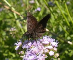 Pellicia arina