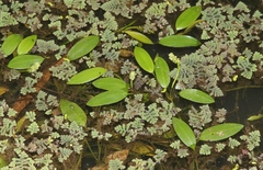 Potamogeton octandrus