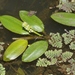 Potamogeton octandrus - Photo (c) James Bailey, algunos derechos reservados (CC BY-NC), subido por James Bailey