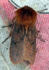 Phragmatobia assimilans