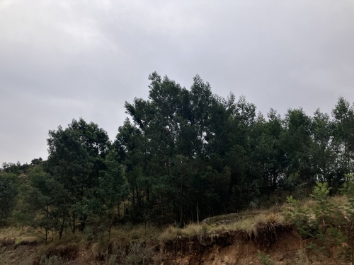 black wattle