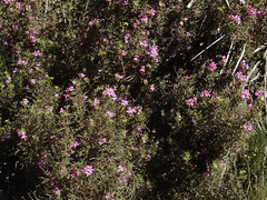 Pelargonium quercifolium