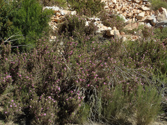 Pelargonium quercifolium