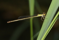 Agriocnemis argentea