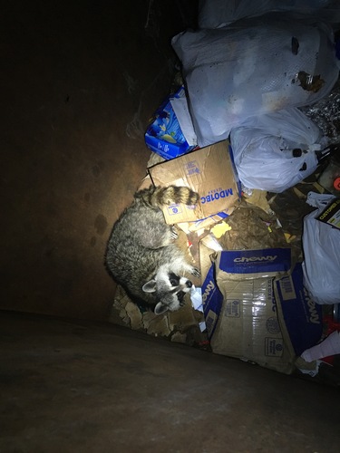 Common Raccoon photographed in Iowa