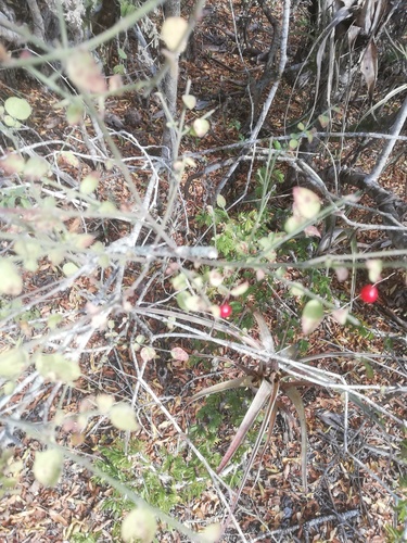 Crossopetalum uragoga (Crossopetalum uragoga)