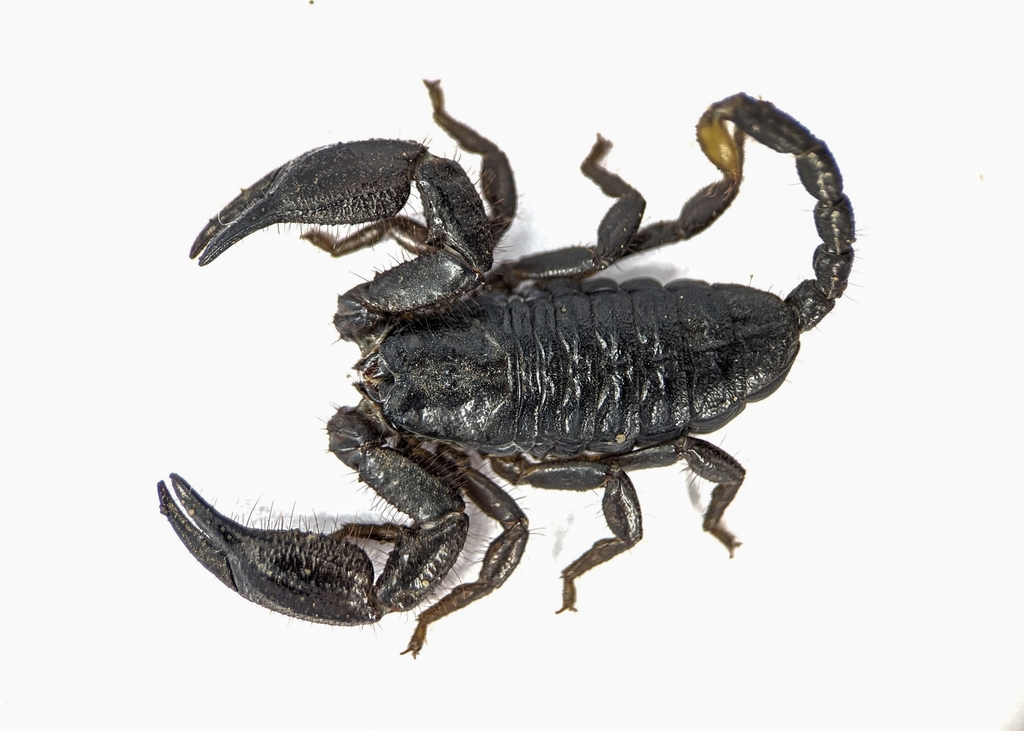 Opisthacanthus cayaporum