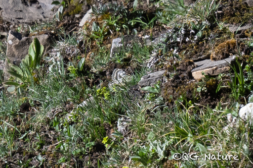 Cephalus Apollo (Parnassius cephalus)