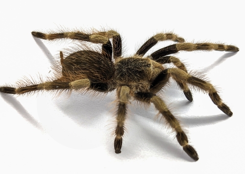 Brazilian Black-and-white Tarantula