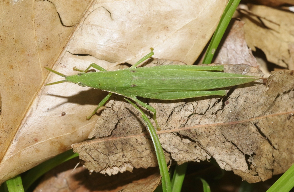 Northern Grass Pyrgomorph