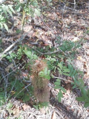 Acanthocereus oaxacensis