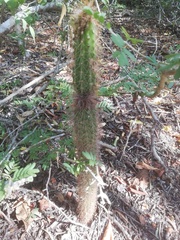 Acanthocereus oaxacensis