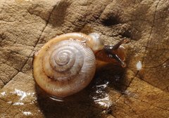 Daedalochila