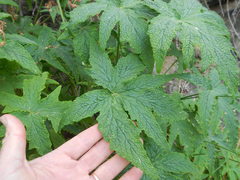 Pelargonium hispidum