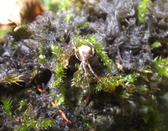 Episinus