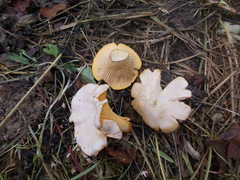 Cantharellus pallens