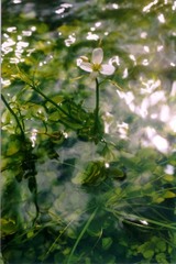 Cardamine prorepens