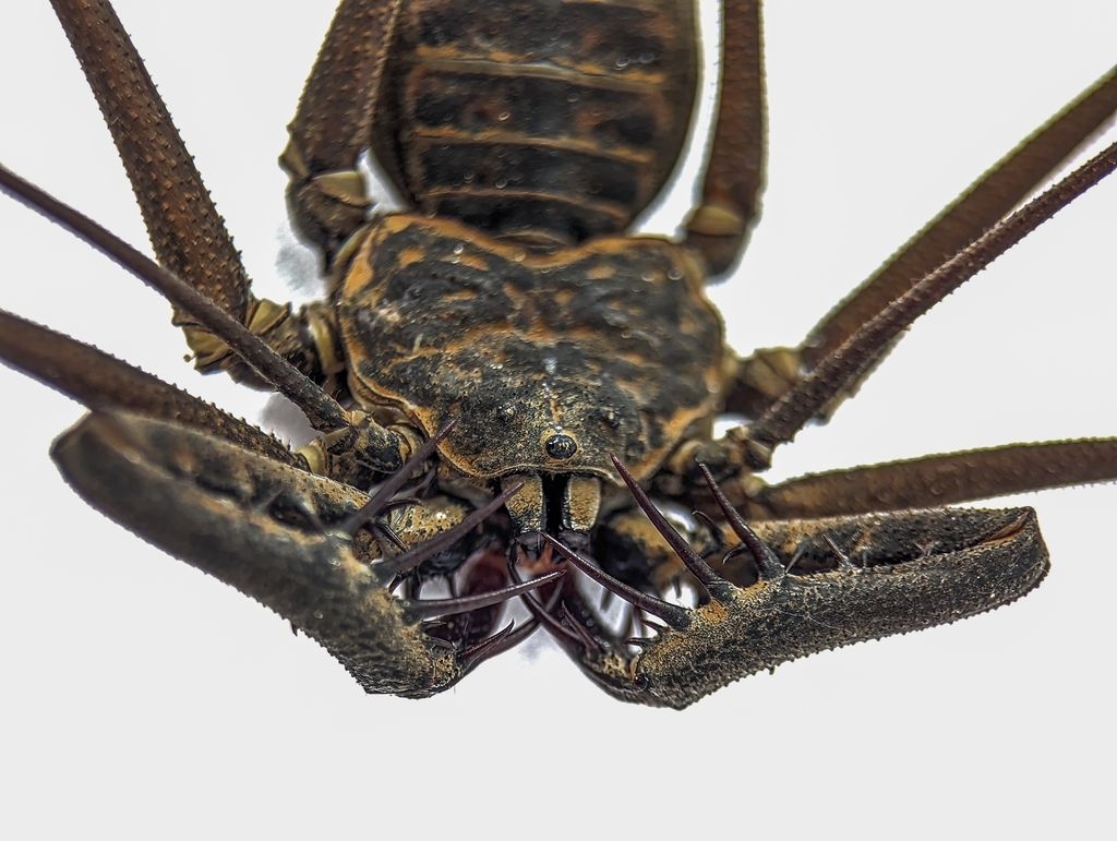 Heterophrynus longicornis
