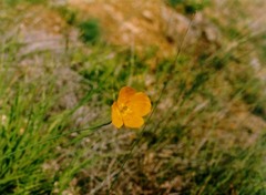 Papaver rubro-aurantiacum