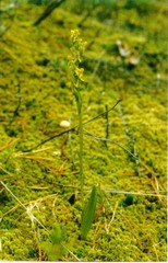 Platanthera tipuloides