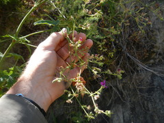 Pelargonium hispidum