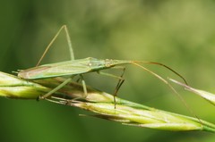 Trigonotylus