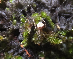 Episinus