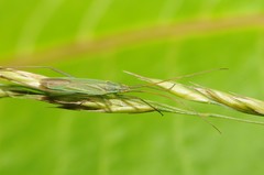 Trigonotylus