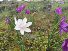 Olsynium douglasii