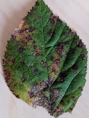 Phragmidium bulbosum