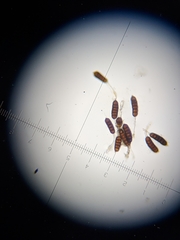 Phragmidium bulbosum