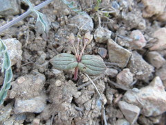 Claytonia obovata