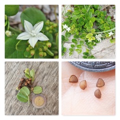 Jacquemontia havanensis